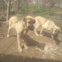 ماده۷ماهه پژدر