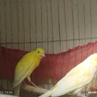 قناری جفت|پرنده|تویسرکان, |دیوار