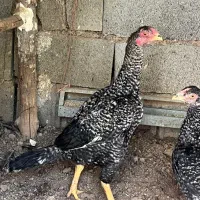 خروس لاری|حیوانات مزرعه|شیراز, فرهنگ شهر|دیوار