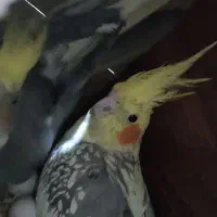 عروس هلندی با تخم و قفس ولوازم