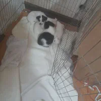 سگ اشپیتز شیتزو