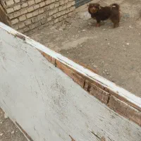 سگ مجانی