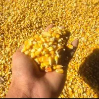 فروشخوراکداموطیور