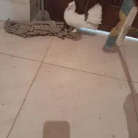 کبوتر‌چتری