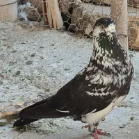 کبوتر پرشی