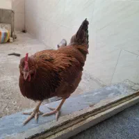 مرغ هلندی چاق و چله اهلی