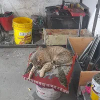 استاد کار جلوبندی سازی