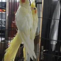 عروس هلندی رودان|پرنده|رودان, |دیوار