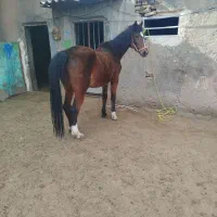 اسب