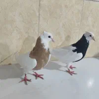 طوقی|پرنده|کاکی, |دیوار