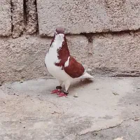 کبوتر