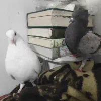 کفتر