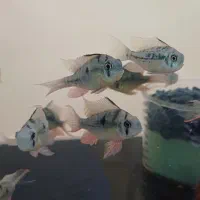 انواع ماهی.عمده و خرده|ماهی|هشتگرد, شهرک اقدسیه|دیوار