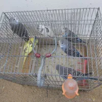 ۱۷تا مرغ عشق