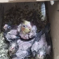 جوجه عروس هلندی