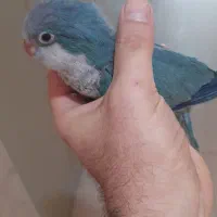 جفت طوطی راهب مولد با تخم|پرنده|اصفهان, سپاهان‌شهر|دیوار