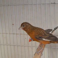 قناری سوخته و دارچینی