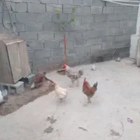 خروس ومرغ