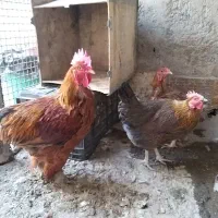 مرغ خانگی