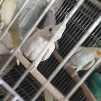 پنچ تا عروس هلندی فنچ نرگسی