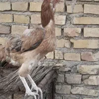 مرغ لاری کپ رو