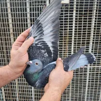 جان اردن عربستان