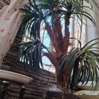 گلدان دم شمشیری مصنوعی