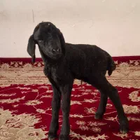 بره شیری|حیوانات مزرعه|پاکدشت, پاکدشت (مامازند)|دیوار