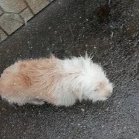 سگ شناسنامه دارشیتزو|سگ|سبزوار, قلعه‌نو دهزار|دیوار