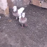 معاوضه کبوتر