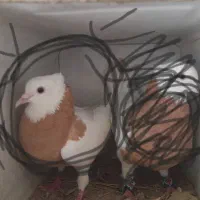 کبوتر گمشده