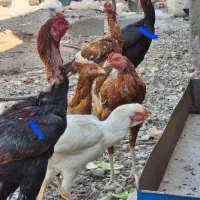 خروس لاری خار سیاه