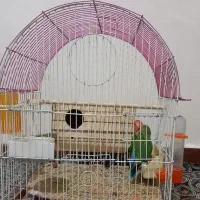 طوطی برزیلی نرو ماده|پرنده|محمدشهر, محمدشهر|دیوار