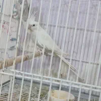 عروس هلندی مولد البینو و دوکت جفت حلقه پا|پرنده|شیراز, شهرک گلستان|دیوار