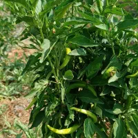 فلفل شیرین و تند تازه چین خوب|خوردنی و آشامیدنی|شیراز, کفترک|دیوار