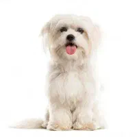 پیدا شده در قلات