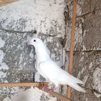 کبوتر پرشی|پرنده|صومعه‌سرا, |دیوار