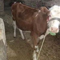 فروش گوساله سیمینتال ماده داشتی