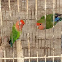 کوتوله برزیلی|پرنده|شیراز, شهرک ترکان|دیوار