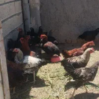 مرغ و خروس