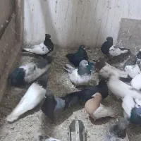 فروش کبوتر