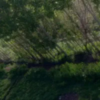 ۲ تن علوفه ۱ تن یونجه. و ۱ گیاه اماده داخل گونی