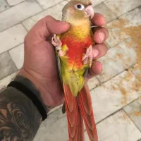 گرینچیک ۳ ماهه ۵ عدد|پرنده|تهران, سلسبیل شمالی|دیوار