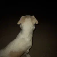 واگذاری سگ|سگ|هشتگرد, شهرک افشاریه|دیوار