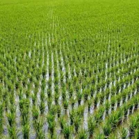 زمین-کشاورزی