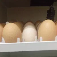 تخم مرغ محلی