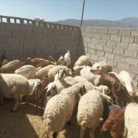 گوسفند زنده