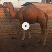 شتر چاق پروار شده درجه یک