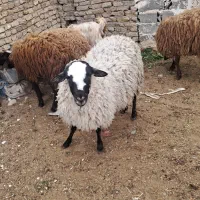 بره چاق وارگانیک  جهت عیدسعیدقربان