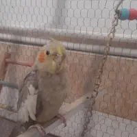 عروس هلندی|پرنده|سیرجان, |دیوار